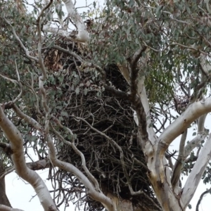 Aquila audax at Jerrabomberra, ACT - 10 Nov 2017