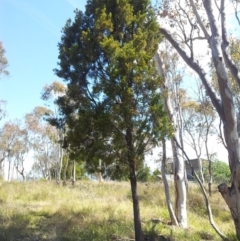 Exocarpos cupressiformis (Cherry Ballart) at Kambah, ACT - 9 Nov 2017 by RosemaryRoth