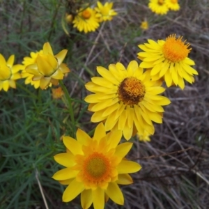 Xerochrysum viscosum at Kambah, ACT - 10 Nov 2017