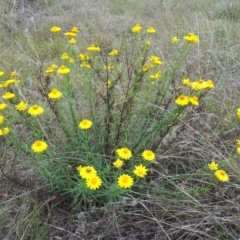 Xerochrysum viscosum at Kambah, ACT - 10 Nov 2017