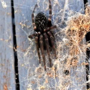 Badumna insignis at Wamboin, NSW - 10 Nov 2017 08:06 PM