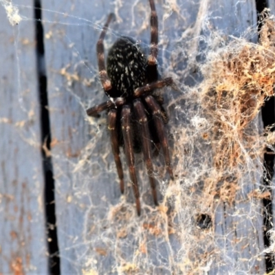 Badumna insignis (Black House Spider) at Wamboin, NSW - 10 Nov 2017 by Varanus