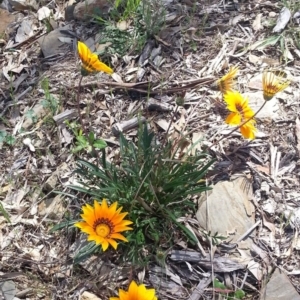 Gazania rigens at Bywong, NSW - 16 Oct 2015 11:04 AM