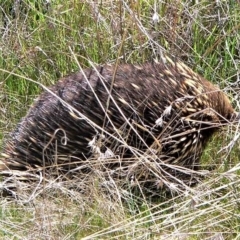 Tachyglossus aculeatus (Short-beaked Echidna) at Tuggeranong DC, ACT - 5 Oct 2006 by Varanus