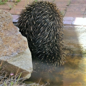 Tachyglossus aculeatus at Wamboin, NSW - 4 Jan 2010 01:19 PM