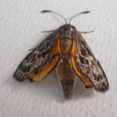 Synemon plana (Golden Sun Moth) at Mount Majura - 10 Nov 2017 by waltraud