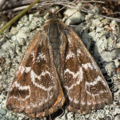 Synemon plana (Golden Sun Moth) at Mount Majura - 31 Oct 2013 by waltraud