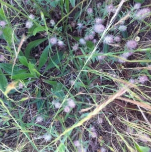 Trifolium arvense var. arvense at Hughes, ACT - 9 Nov 2017 12:00 AM