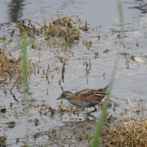 Zapornia pusilla at Fyshwick, ACT - 28 Oct 2017 10:20 AM