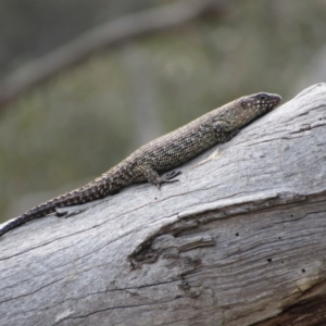 Egernia cunninghami at Goorooyarroo NR (ACT) - 11 Nov 2017 10:12 AM