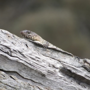 Egernia cunninghami at Goorooyarroo NR (ACT) - 11 Nov 2017 10:12 AM