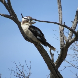 Dacelo novaeguineae at Goorooyarroo NR (ACT) - 11 Nov 2017