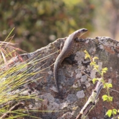 Egernia cunninghami (Cunningham's Skink) at Goorooyarroo NR (ACT) - 10 Nov 2017 by KShort