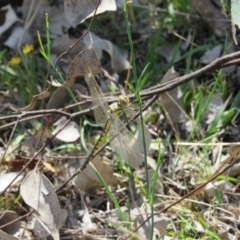 Hemicordulia tau (Tau Emerald) at Goorooyarroo NR (ACT) - 11 Nov 2017 by KShort
