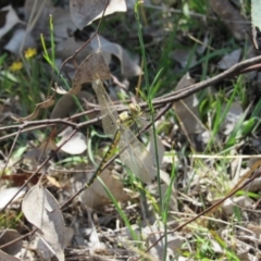 Hemicordulia tau (Tau Emerald) at Goorooyarroo NR (ACT) - 10 Nov 2017 by KShort