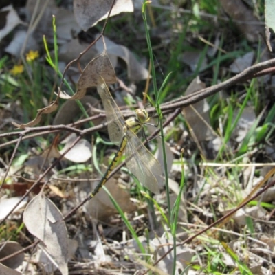 Hemicordulia tau (Tau Emerald) at Goorooyarroo NR (ACT) - 10 Nov 2017 by KShort