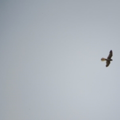 Falco cenchroides (Nankeen Kestrel) at Goorooyarroo NR (ACT) - 11 Nov 2017 by KShort