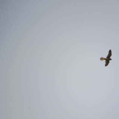 Falco cenchroides (Nankeen Kestrel) at Goorooyarroo NR (ACT) - 11 Nov 2017 by KShort