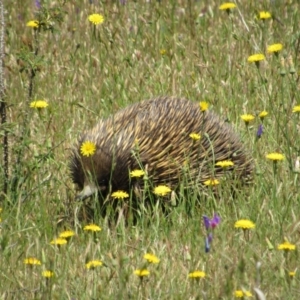 Tachyglossus aculeatus at Goorooyarroo NR (ACT) - 11 Nov 2017 11:27 AM