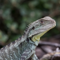 Intellagama lesueurii howittii (Gippsland Water Dragon) at Acton, ACT - 4 Nov 2017 by SallyandPeter