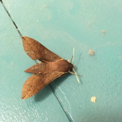 Hippotion scrofa (Coprosma Hawk Moth) at Ainslie, ACT - 28 Oct 2017 by W