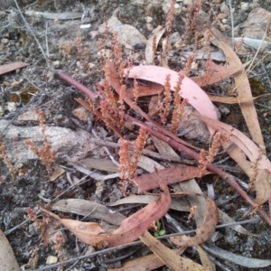 Crassula sieberiana at Kambah, ACT - 10 Nov 2017 06:48 PM