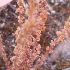 Crassula sieberiana at Kambah, ACT - 10 Nov 2017 06:48 PM