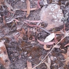 Crassula sieberiana at Kambah, ACT - 10 Nov 2017 06:48 PM