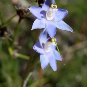 Thelymitra brevifolia at Canberra Central, ACT - suppressed