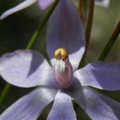 Thelymitra megcalyptra at Hackett, ACT - suppressed