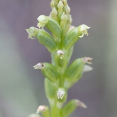 Microtis sp. at Illilanga & Baroona - 8 Dec 2014