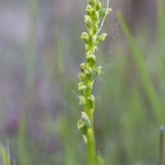 Microtis sp. (Onion Orchid) at Michelago, NSW - 22 Oct 2014 by Illilanga
