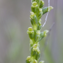 Microtis sp. at Illilanga & Baroona - suppressed