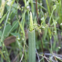 Microtis sp. at Illilanga & Baroona - suppressed