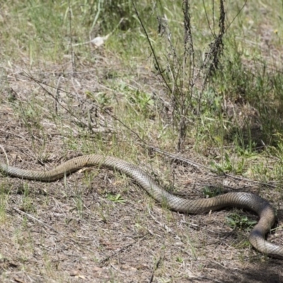 Pseudonaja textilis (Eastern Brown Snake) at Paddys River, ACT - 1 Nov 2017 by Pixelking