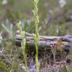 Hymenochilus cycnocephalus (Swan greenhood) at Michelago, NSW - 9 Oct 2016 by Illilanga