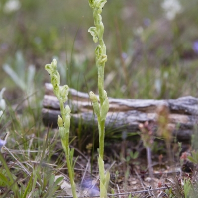 Hymenochilus cycnocephalus (Swan greenhood) at Michelago, NSW - 9 Oct 2016 by Illilanga