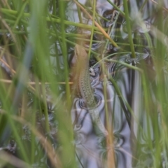 Carlia tetradactyla (Southern Rainbow Skink) at Michelago, NSW - 11 Nov 2017 by Illilanga