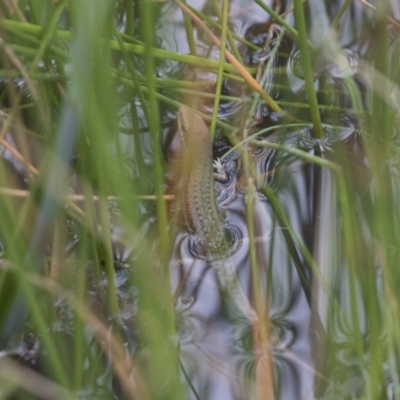 Carlia tetradactyla (Southern Rainbow Skink) at Michelago, NSW - 11 Nov 2017 by Illilanga