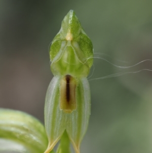 Bunochilus montanus at Uriarra Village, ACT - 1 Nov 2017