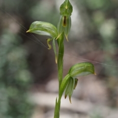 Bunochilus montanus at Uriarra Village, ACT - 1 Nov 2017