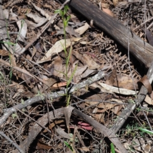 Bunochilus montanus at Uriarra Village, ACT - 1 Nov 2017