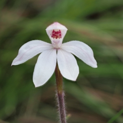 Caladenia alpina (Mountain Caps) at Cotter River, ACT - 31 Oct 2017 by KenT