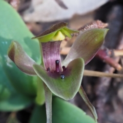 Chiloglottis valida (Large Bird Orchid) at Cotter River, ACT - 1 Nov 2017 by KenT