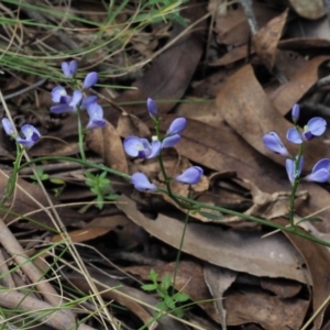 Comesperma volubile at Cotter River, ACT - 1 Nov 2017