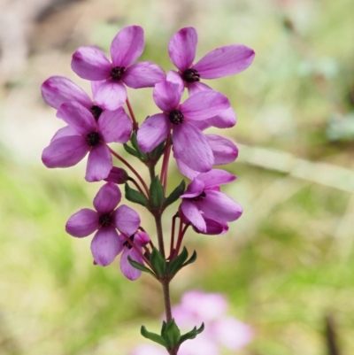 Tetratheca bauerifolia (Heath Pink-bells) at Cotter River, ACT - 1 Nov 2017 by KenT