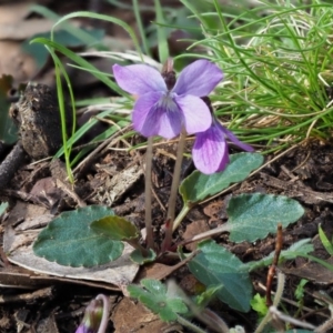 Viola betonicifolia at Cotter River, ACT - 1 Nov 2017 07:52 AM