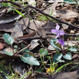 Viola betonicifolia at Cotter River, ACT - 1 Nov 2017 07:52 AM