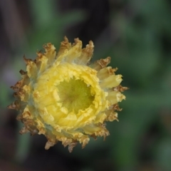 Coronidium scorpioides (Button Everlasting) at Lower Cotter Catchment - 1 Nov 2017 by KenT