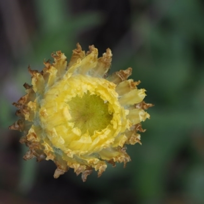 Coronidium scorpioides (Button Everlasting) at Cotter River, ACT - 1 Nov 2017 by KenT